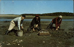 Digging for Maine Steamer Clams - a seafood treat Postcard