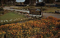 Mendocino Coast Botanical Gardens Fort Bragg, CA Postcard Postcard
