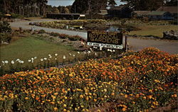 Mendocino Coast Botanical Gardens Postcard