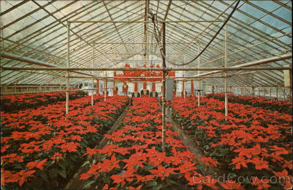 Chester's Flower Shop Utica New York Bob Furman