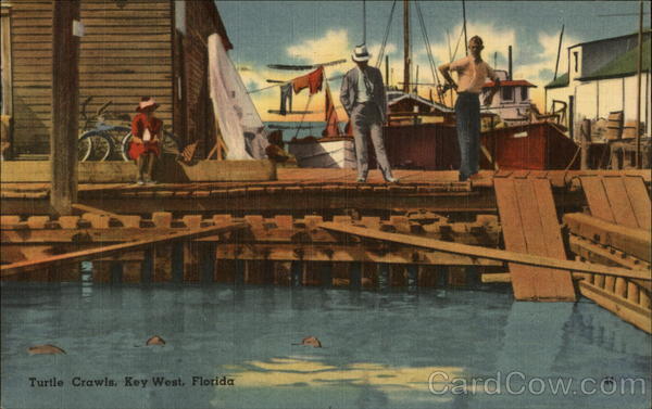 Turtle Crawls Key West Florida