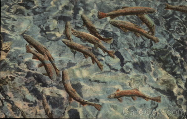 Trout in Pool at Seven Falls, South Cheyenne Canon Colorado Springs