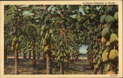 A Papaya Plantation Postcard