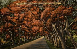 Beautiful Flamboyants, Lining Military Road Daguas, PR Puerto Rico Postcard Postcard