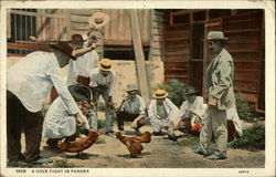 A cock fight in Panama Postcard