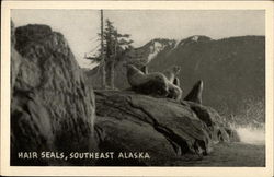 Hair Seals, Southeast Alaska Postcard