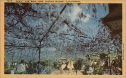 Giant Wisteria Vine Sierra Madre, CA Postcard Postcard