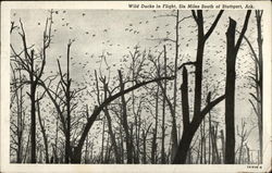 Wild Ducks in Flight Postcard