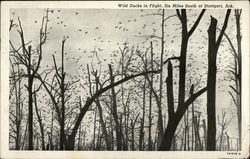 Wild Ducks in Flight Stuttgart, AR Postcard Postcard