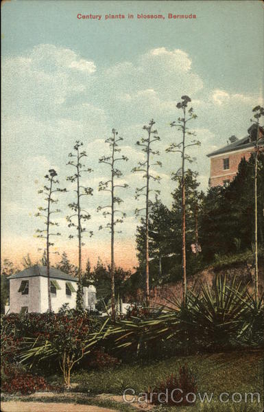 Century Plants in Blossom Bermuda