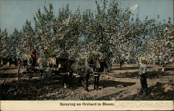 Spraying an orchard in bloom Farming