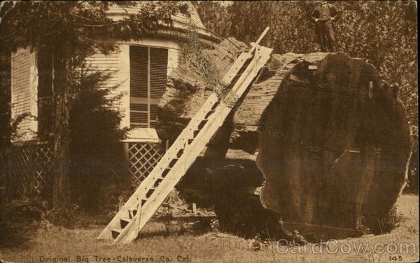 Original Big Tree Arnold California