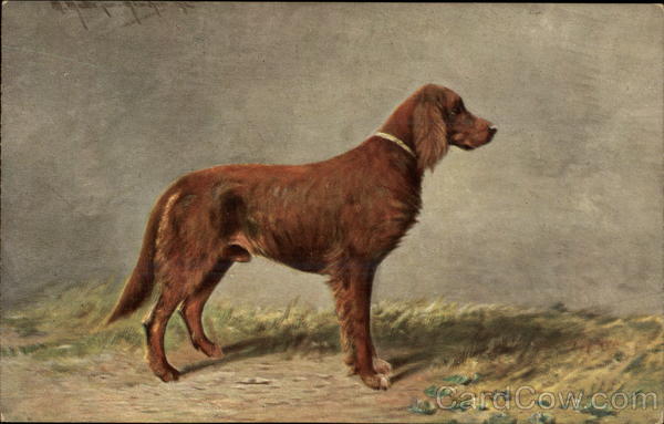 Irish Setter Dogs
