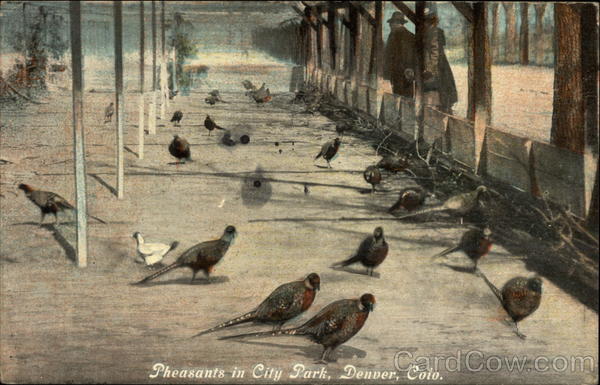 Pheasants in City Park Denver Colorado