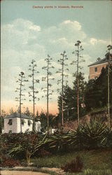 Century Plants in Blossom Postcard