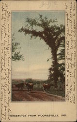 Cows in the road Postcard