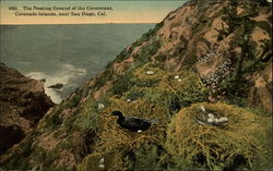 The Nesting Ground of the Cormorant, Coronado Islands California Postcard Postcard