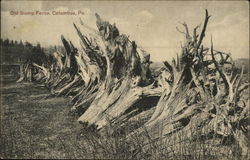 Old Stump Fence Postcard