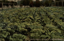 Truck Farming an Acre of Cabages Postcard