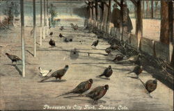 Pheasants in City Park Postcard