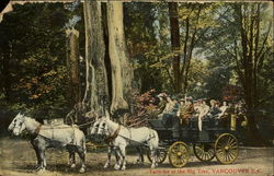 Tally-ho at the Big Tree Postcard