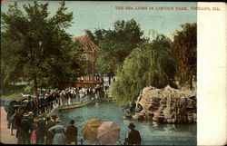The Sea Lions in Lincoln Park Postcard