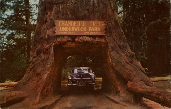 Chandelier Drive-Thru Tree Trees