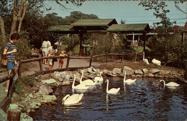 Animal Forest Park York Beach Maine