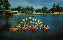 Weeki Wachee Spring of the Mermaids Postcard