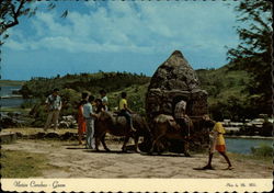 Native Carabao (or Water Buffalo) Guam South Pacific Postcard Postcard