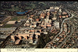 U.C.L.A. Campus - Westwood Postcard