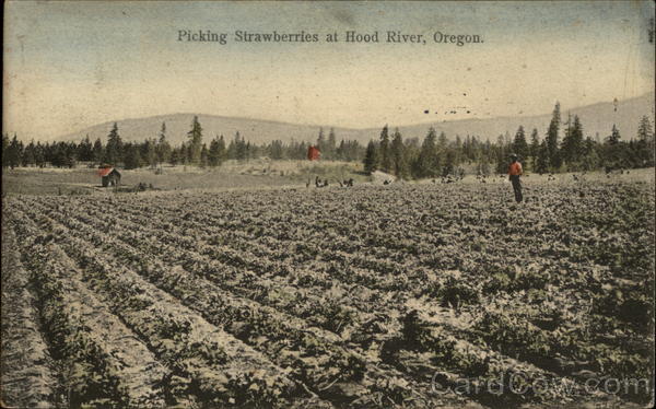 Picking Strawberries Hood River Oregon