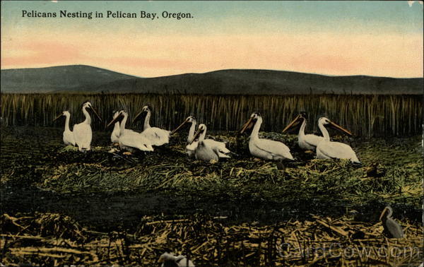 Pelicans Nesting Pelican Bay Oregon