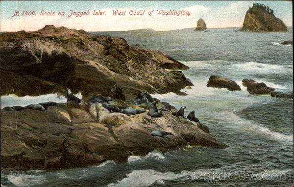 Seals on Jagged Islet, West Coast of Washington