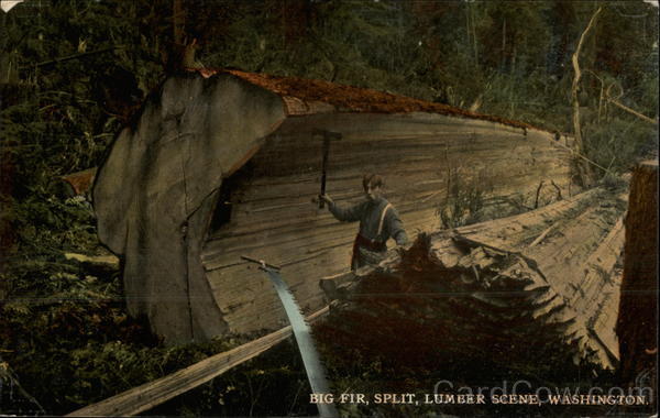 Big Fir, Split, Lumber Scene Washington Logging