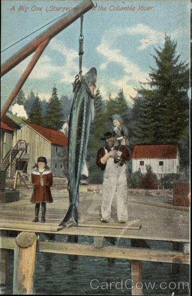 A Big One (Sturgeon) from the Columbia River Fishing