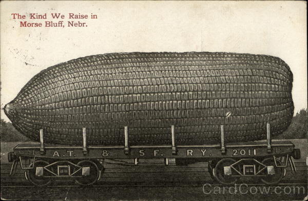 The Kind of Corn We Raise Morse Bluff Nebraska Exaggeration