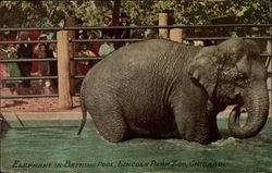 Elephant in Bathing Pool, Lincoln Park Zoo Chicago, IL Elephants Postcard Postcard