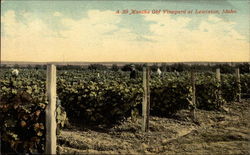A 30 months old vineyard Postcard