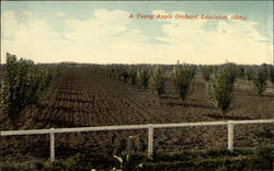 A Young Apple Orchard Postcard