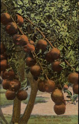 Spitzenburg Apples Groown in Hood River Valley Fruit Postcard Postcard