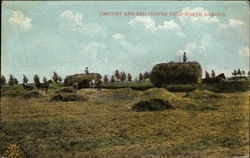 Timothy and Red Clover Field Postcard