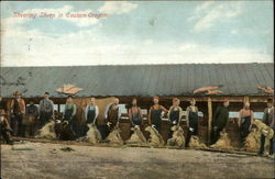 Shear Sheap in Eastern Oregon Postcard