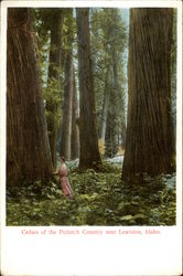 Cedars of the Potlatch Country Postcard