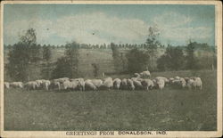 A Field of Sheep Donaldson, IN Postcard Postcard