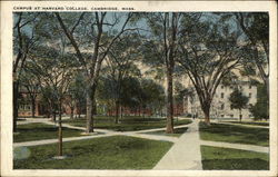 Campus at Harvard College Postcard