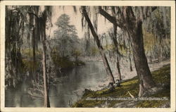 Scene on the Suwannee River Postcard