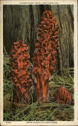 Snow Plants At Lake Tahoe Postcard