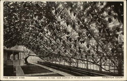 The Great Vine Postcard