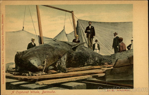 A Captured Whale Bermuda